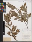 Foto von Salix cinerea L.